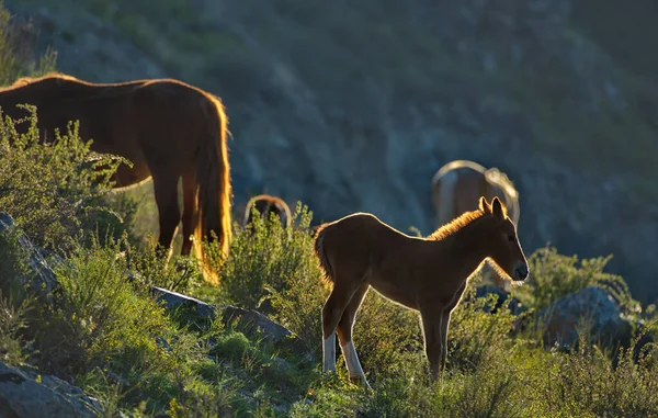 俄罗斯 西西伯利亚以南 高山阿尔泰 黎明时分 牵着马驹躺在黎明的阳光下 清早在翁古台村附近的山坡上平静地吃草 — 图库照片
