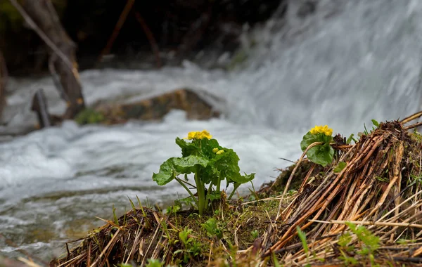 Russland Südlich Von Westsibirien Kusnezk Alatau Frühlingsblumen Ufer Des Borisowski — Stockfoto