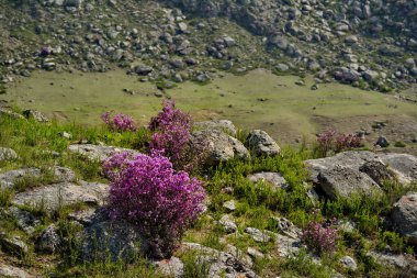 - Rusya. Batı Sibirya 'nın güneyi, Altai dağlarının bahar çiçekleri. Rododendron. Çiçek açma dönemi, pek çok turistin ilgisini çeken Altai dağlarında baharın ana olayıdır..