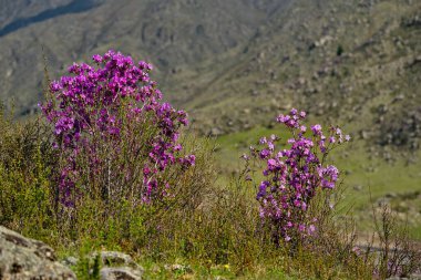 - Rusya. Batı Sibirya 'nın güneyi, Altai dağlarının bahar çiçekleri. Rododendron. Çiçek açma dönemi, pek çok turistin ilgisini çeken Altai dağlarında baharın ana olayıdır..