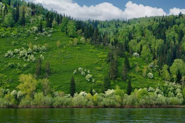 - Rusya. Kuznetsk Alatau, Batı Sibirya 'nın güneyi. Mezhdurechensk şehrinin yakınlarındaki Tom Nehri 'nin kayalık yamaçlarında çiçek açan kiraz ağaçları..