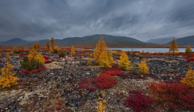 - Rusya. Magadan bölgesi. Sonbaharın başlarında, Kolyma Nehri 'nin etrafındaki yosun, sarı tarla kuşları, kırmızı yaban mersini çalıları ve cüce huş ağaçlarıyla kaplı pitoresk dağ geçitlerinde..