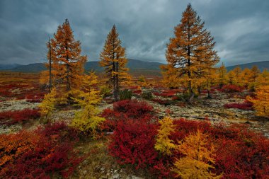 - Rusya. Magadan bölgesi. Sonbaharın başlarında, Kolyma Nehri 'nin etrafındaki yosun, sarı tarla kuşları, kırmızı yaban mersini çalıları ve cüce huş ağaçlarıyla kaplı pitoresk dağ geçitlerinde..