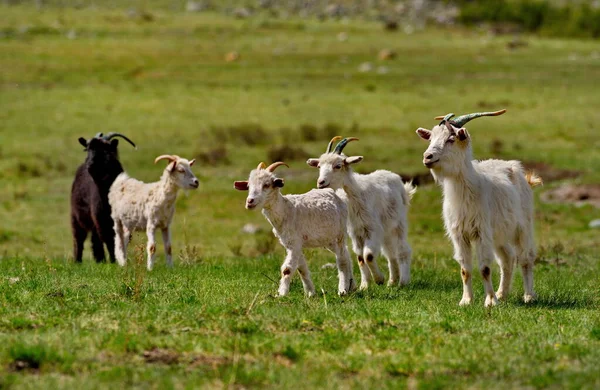 Russland Südlich Von Westsibirien Gorny Altai Eine Kleine Herde Heimischer — Stockfoto