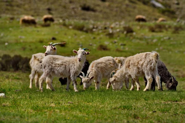 Ryssland Söder Västra Sibirien Det Gorny Altai Liten Flock Tamgetter — Stockfoto