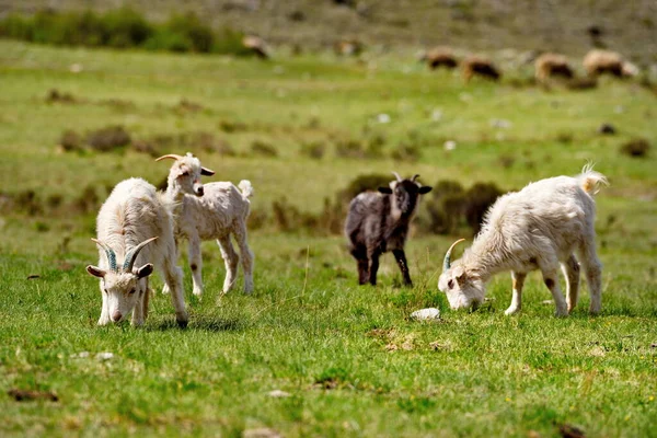 Ryssland Söder Västra Sibirien Det Gorny Altai Liten Flock Tamgetter — Stockfoto