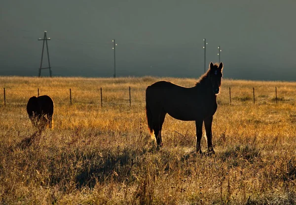 Russia South Western Siberia Mountain Altai Domestic Horses Graze Peacefully — Stock Photo, Image