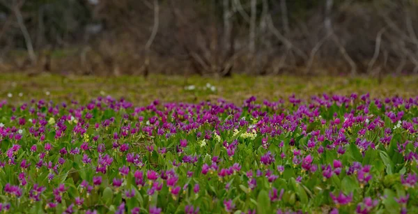 Rússia Sul Sibéria Ocidental Kuznetsk Alatau Moitas Flores Primavera Florescendo — Fotografia de Stock
