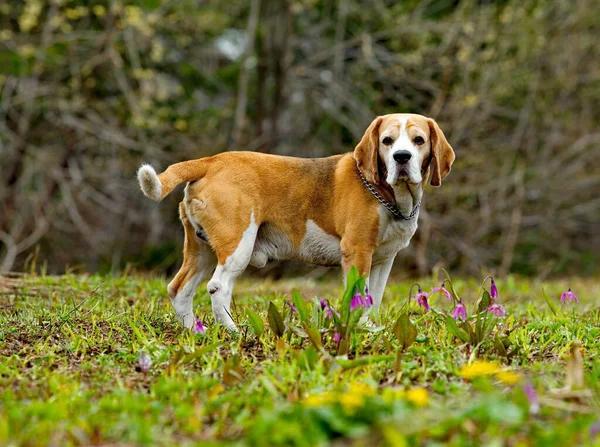 Rusko Kuzbass Pes Plemene Beagle Kráčí Jarní Taigě Lovecký Pes — Stock fotografie