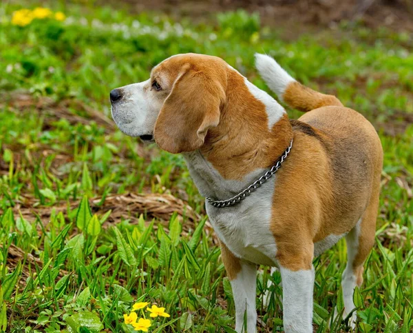 Rusko Kuzbass Pes Plemene Beagle Kráčí Jarní Taigě Lovecký Pes — Stock fotografie