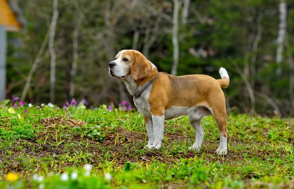 Rusko Kuzbass Pes Plemene Beagle Kráčí Jarní Taigě Lovecký Pes — Stock fotografie