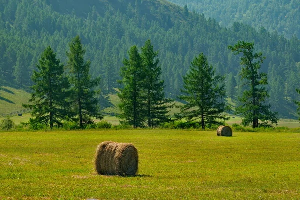 Russia. The South Of Western Siberia, The Altai Mountains. Mown fields with bales of ready-made hay in the valley of the Charysh River.