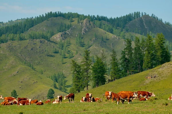 Russia Gorny Altai Herd Cows Graze Valley Yabogan River Surrounded — 스톡 사진