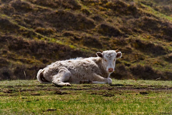 Russland Südliches Westsibirien Altai Gebirge Rast Auf Quellweiden Tal Des — Stockfoto