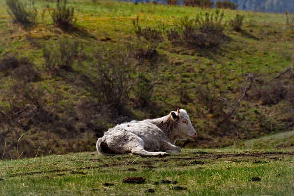 Russia South Western Siberia Altai Mountains Resting Cows Spring Pastures — 스톡 사진