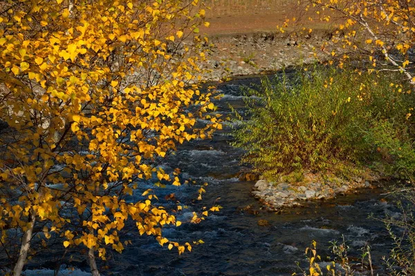 Russia South Western Siberia Mountain Altai Yellowed Birch Leaves Illuminated — 图库照片