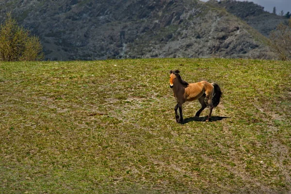 Russland Südlich Von Westsibirien Gebirge Altai Ein Junger Hengst Tummelt — Stockfoto