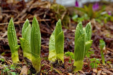 - Rusya. Batı Sibirya 'nın güneyinde, Kuznetsky Alatau. Hellebore 'un (Veratrum) ilk bahar filizleri Tom Nehri kıyısında sabah çiğ taneleri.