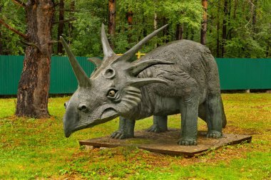 Novokuznetsk 'te. - Rusya. 15 Ağustos 2020. Bir çam ormanında bulunan 