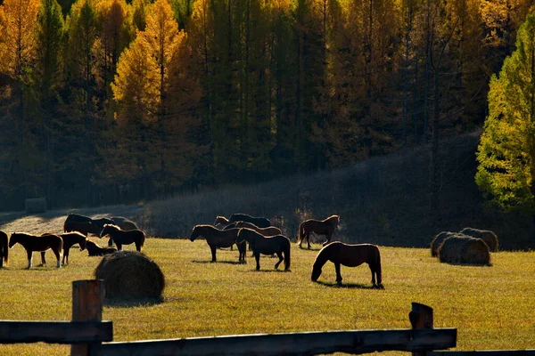 Russia South Western Siberia Mountain Altai Herd Horses Grown Foals — Stock Photo, Image