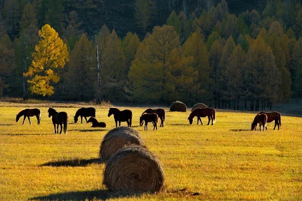 ロシアだ 西シベリアの南 アルタイ山 太陽の光と対照的に秋の芝生に成長した馬の群れが放牧されます — ストック写真