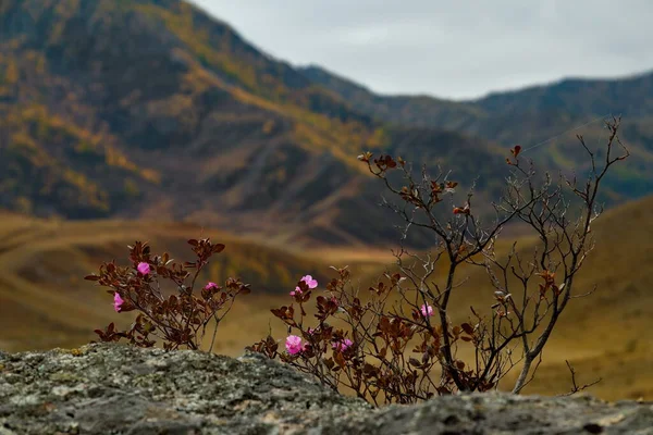 俄罗斯 高山阿尔泰 一种独特而罕见的现象是在秋天白桦树和落叶松的黄色中开花的杜鹃 杜鹃在五月初大量开花 — 图库照片