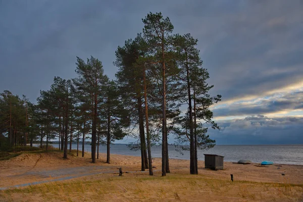 Rusia República Karelia Una Pintoresca Puesta Sol Bosque Pinos Orilla —  Fotos de Stock