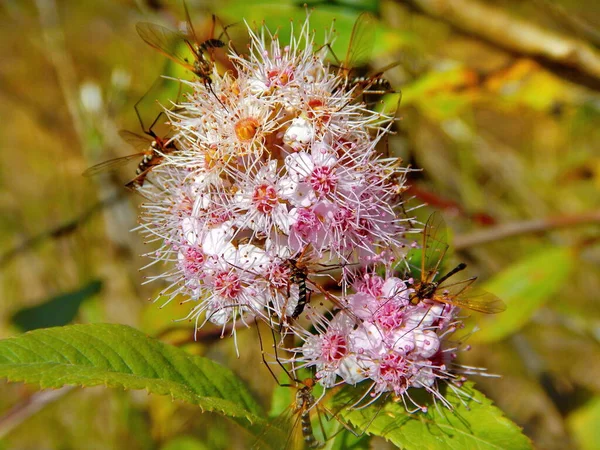 Russia Chita Region Insects Collecting Nectar Flowering Meadowsweet Bank Burkal — Stock Photo, Image