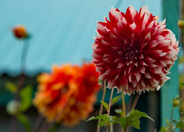 Russie Région Chita Chrysanthèmes Fleurs Sur Parcelle Datcha Village Zolotoy — Photo