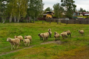 - Rusya. Chita bölgesi. Bir koyun sürüsü Kızıl Priisk köyündeki çayırlara doğru koşuyor..