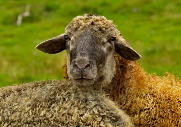 Oroszország Chita Régió Egy Bárány Szabadon Legelészik Red Priisk Faluban — Stock Fotó