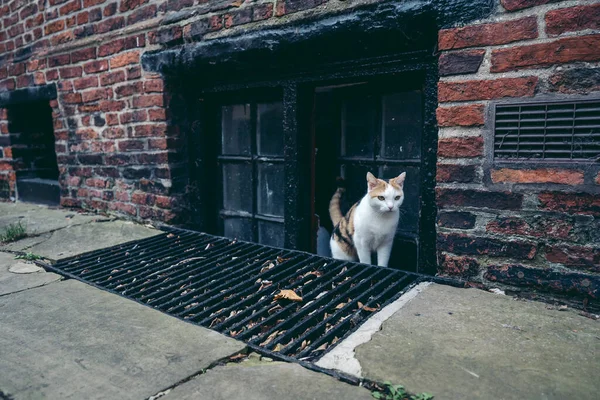 York North Yorkshire 2020 Schöne Kleine Streunende Katze Kommt Aus — Stockfoto