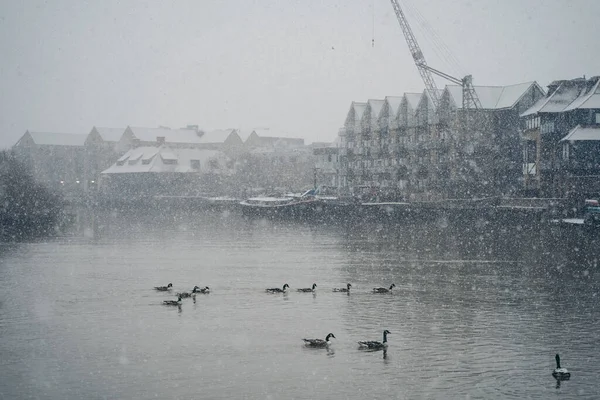 Richmond Thames London 2021 周日上午在伦敦西部的泰晤士河上 白雪覆盖了鸭子和天鹅 — 图库照片