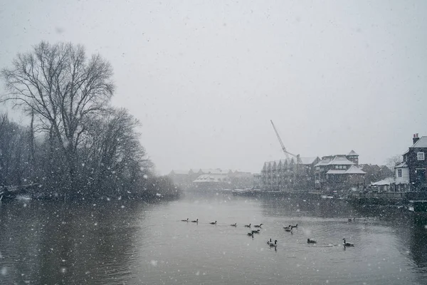 Richmond Thames London 2021 周日上午在伦敦西部的泰晤士河上 白雪覆盖了鸭子和天鹅 — 图库照片