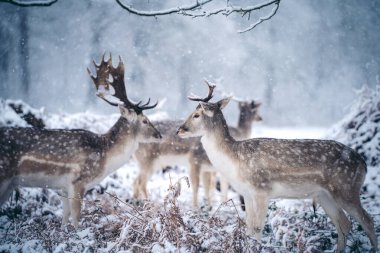 Buz gibi bir kış sabahı, eğreltiotu üzerinde dinlenen kızıl geyik geyiği Birleşik Krallık Richmond Parkı 'nda.