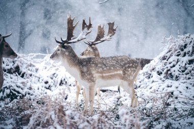 Buz gibi bir kış sabahı, eğreltiotu üzerinde dinlenen kızıl geyik geyiği Birleşik Krallık Richmond Parkı 'nda.