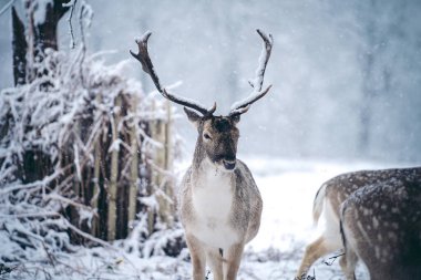 Buz gibi bir kış sabahı, eğreltiotu üzerinde dinlenen kızıl geyik geyiği Birleşik Krallık Richmond Parkı 'nda.