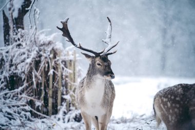 Buz gibi bir kış sabahı, eğreltiotu üzerinde dinlenen kızıl geyik geyiği Birleşik Krallık Richmond Parkı 'nda.