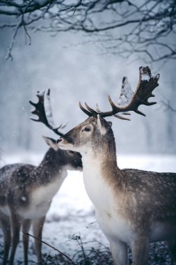 Buz gibi bir kış sabahı, eğreltiotu üzerinde dinlenen kızıl geyik geyiği Birleşik Krallık Richmond Parkı 'nda.