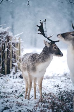 Buz gibi bir kış sabahı, eğreltiotu üzerinde dinlenen kızıl geyik geyiği Birleşik Krallık Richmond Parkı 'nda.