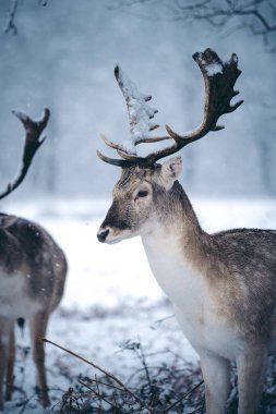 Buz gibi bir kış sabahı, eğreltiotu üzerinde dinlenen kızıl geyik geyiği Birleşik Krallık Richmond Parkı 'nda.
