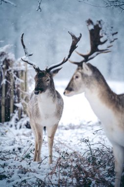 Buz gibi bir kış sabahı, eğreltiotu üzerinde dinlenen kızıl geyik geyiği Birleşik Krallık Richmond Parkı 'nda.