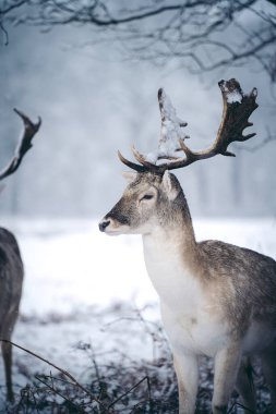 Buz gibi bir kış sabahı, eğreltiotu üzerinde dinlenen kızıl geyik geyiği Birleşik Krallık Richmond Parkı 'nda.