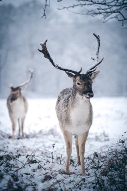 Buz gibi bir kış sabahı, eğreltiotu üzerinde dinlenen kızıl geyik geyiği Birleşik Krallık Richmond Parkı 'nda.