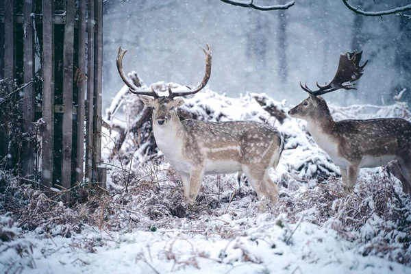 Cervo Rosso Cervo Riposo Felce Una Gelida Neve Domenica Mattina — Foto Stock