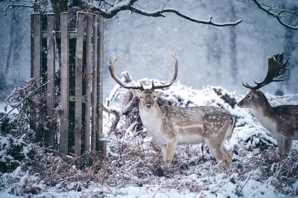 Veado Vermelho Descansando Samambaia Uma Gelada Manhã Inverno Domingo Nevado — Fotografia de Stock