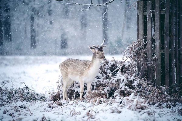 Veado Vermelho Descansando Samambaia Uma Gelada Manhã Inverno Domingo Nevado — Fotografia de Stock