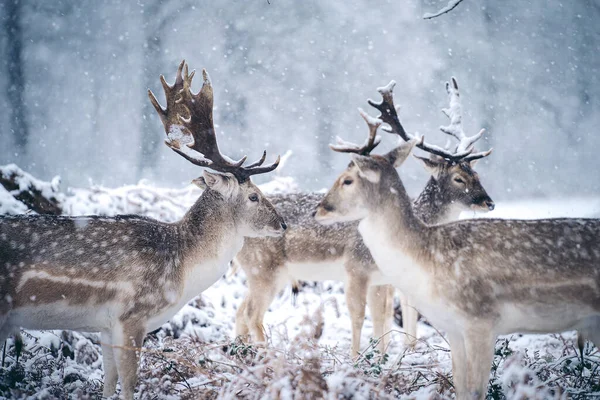 Jeleń Czerwony Spoczywa Paproci Mroźny Śnieżny Zimowy Poranek Richmond Park — Zdjęcie stockowe