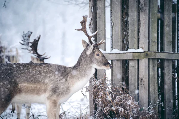 Jeleń Czerwony Spoczywa Paproci Mroźny Śnieżny Zimowy Poranek Richmond Park — Zdjęcie stockowe