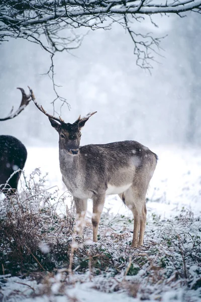 Red Deer Stag Resting Fern Frosty Snowy Sunday Winter Morning — Stock Photo, Image